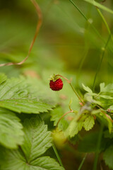 A Juicy Wild Strawberry is Beautifully Growing Amongst the Lush Green Foliage Nearby