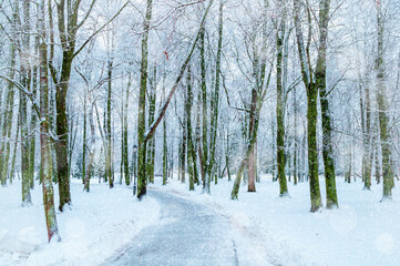 Winter landscape with snowy trees growing in the park, winter park scene in cold tones