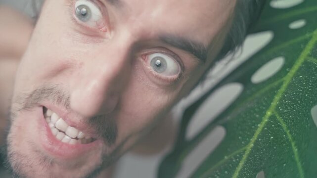mad look smiles in the frame, creepy funny strange guy makes exaggerated expressions and interacts with a large monstera plant leaf