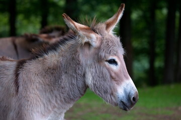 Portrait von einem Esel