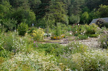 Camomille, Onagre, Culture bio. Parc &eacute;cologique, Terre Vivante, Domaine de Raud, Mens, 38,Is&egrave;re, France