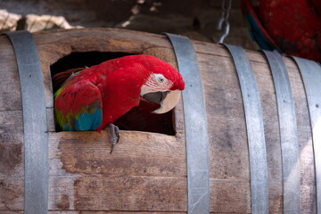 Scharlachara - größter Papagei © Murphy44
