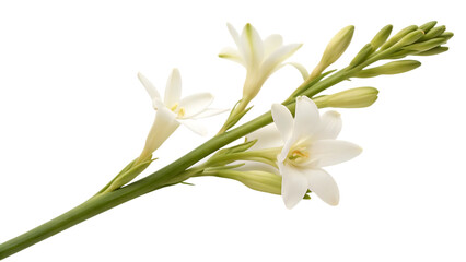 Tuberose flowers blooming on a stem, white and green.