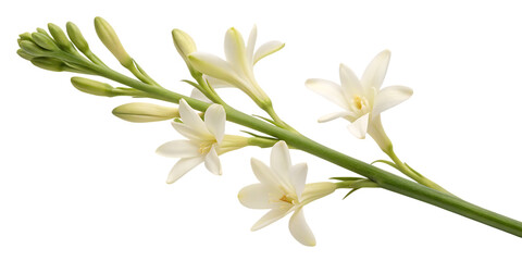 Tuberose flowers blooming on a stem, white and green.