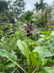 Black Bat Flower – Tacca chantrieri Exotic Tropical Bloom