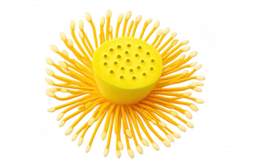 Yellow lotus stamen and seed pod with textured surface showcasing plant reproduction, transparent background