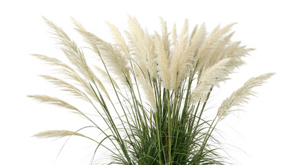 Pampas grass on a white background