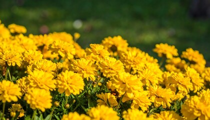 Bright yellow flowers in a garden bed