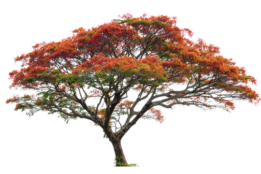 A vibrant Flamboyant tree (Delonix regia) showcasing abundant red-orange blossoms and lush green foliage against a clear background. A magnificent tropical specimen. background removed