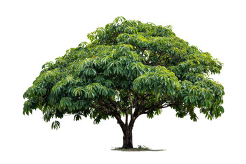 A vibrant, full-canopied tree with broad green leaves and a strong dark trunk, isolated against a solid transparent background for digital use. background removed