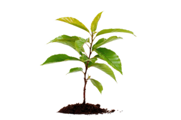 A vibrant young plant with green leaves growing from a small mound of dark soil, symbolizing growth and new life. background removed