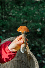 Aspen mushroom in a girl's hand on the background of a basket and a forest