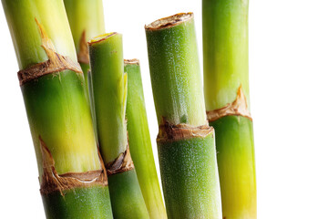 Obraz premium Freshly cut green sugarcane stalks, showing natural texture and segmented nodes, ready for sugar extraction. Isolated on a vibrant transparent background. background removed