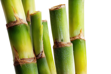 Freshly cut green sugarcane stalks, showing natural texture and segmented nodes, ready for sugar extraction. Isolated on a vibrant transparent background. background removed