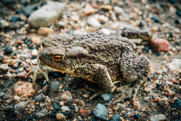 Common toad close-up sitting on the road