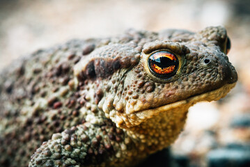 Common toad close-up sitting on the road
