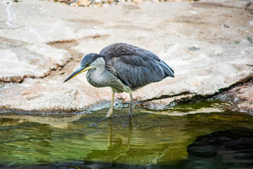 Grey heron (Ardea cinerea) standing still in shallow water, focused on hunting fish in natural wetland environment
