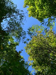 Look up through green treetops to the clear blue sky above. A vertical, immersive nature scene with vibrant foliage and open sky overhead.