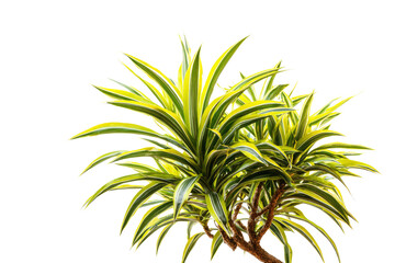 Fototapeta premium A vibrant Dracaena 'Song of India' plant with striking yellow and green variegated leaves and visible woody stems, isolated on a solid background. background removed
