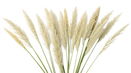 Pampas grass on a white background