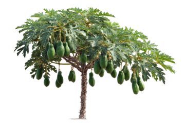 A lush papaya tree laden with numerous green, unripe papayas, showcasing its bounty against a vibrant, solid transparent background. background removed