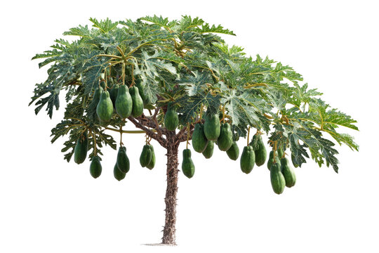 A lush papaya tree laden with numerous green, unripe papayas, showcasing its bounty against a vibrant, solid transparent background. background removed