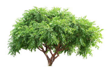 A vibrant green leafy tree with a sturdy brown trunk, expertly isolated on a uniform transparent background, ready for use in various designs. background removed