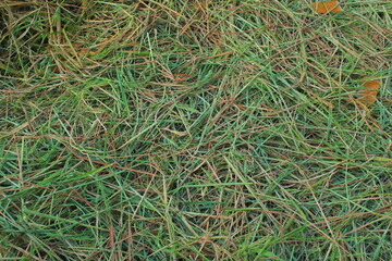 Close up of green straw, freshly cut and dried