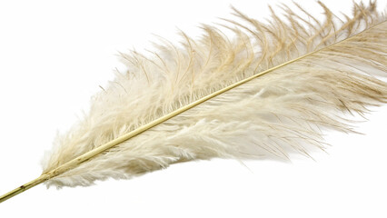 Pampas grass on a white background