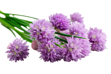 Vibrant purple chive blossoms, with green stems. Edible flowers offering a delicate onion flavor, perfect for culinary garnish. background removed