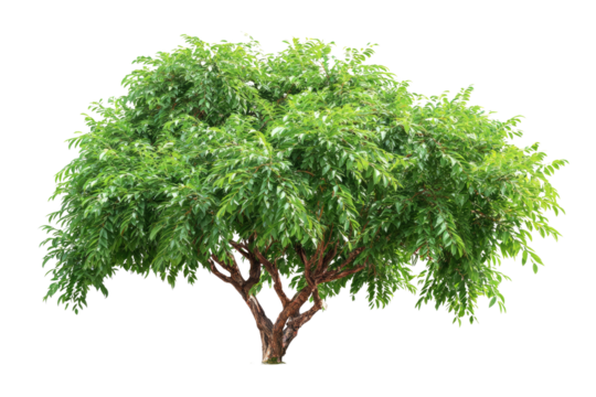 A vibrant green leafy tree with a sturdy brown trunk, expertly isolated on a uniform transparent background, ready for use in various designs. background removed