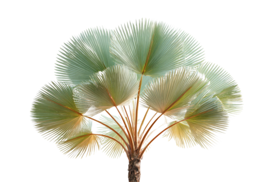 A beautiful palmate palm tree with distinctive silver-green fan-shaped leaves and a brown trunk, isolated on a solid dark transparent background. background removed