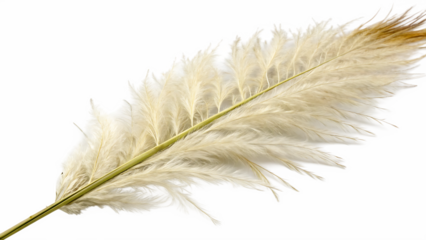Pampas grass on a white background