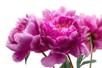 Vibrant pink peonies showcase their lush, ruffled petals and golden centers against a clean, dark transparent background, embodying natural beauty. background removed