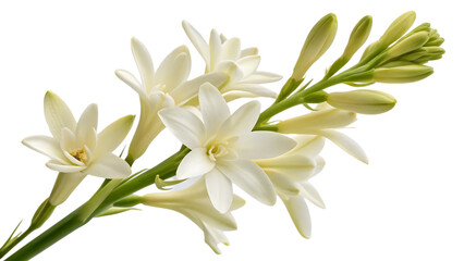 Tuberose flowers blooming on a stem, white and green.