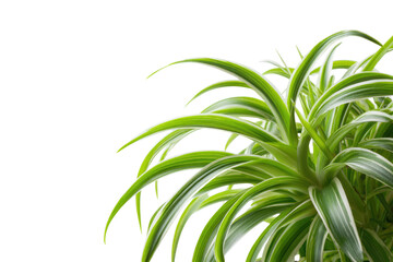 Naklejka premium Vibrant spider plant with distinctive green and white variegated leaves, creating a fresh, natural aesthetic against a solid green backdrop. background removed