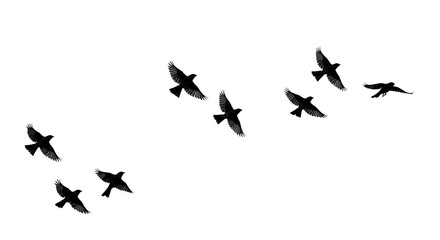 Flight Path of Shadows