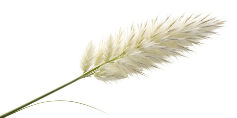 Pampas grass on a white background