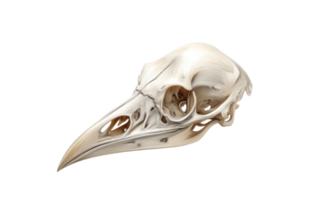 Detailed illustration of a bird skull, possibly a raven or crow, showcasing its intricate bone structure and hollow eye sockets. background removed