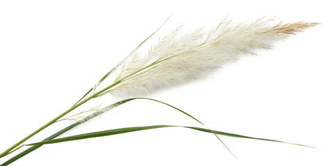 Pampas grass on a white background