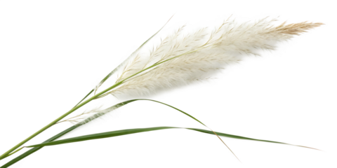 Pampas grass on a white background
