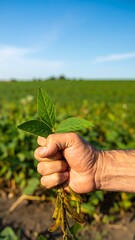 A hand holding a soybean plant stem with leaves against a field of soybeans