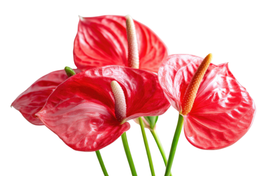 Several vibrant red anthurium flowers with distinct spadices, showcasing their waxy petals against a contrasting solid transparent background. background removed