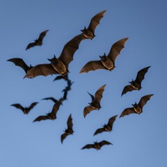 Obraz premium Flock of bats flying in clear blue sky.