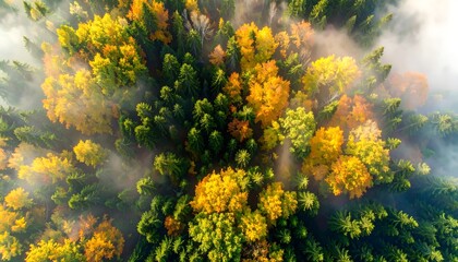 Autumn forest canopy from above