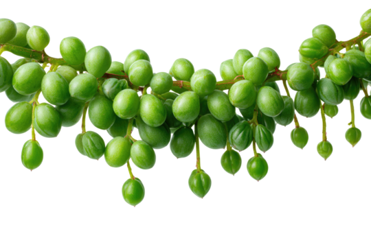 A vibrant strand of String of Pearls (Senecio rowleyanus) succulent, with numerous round, bead-like green leaves, gracefully trailing on a solid background. background removed