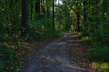 Forest Path covered with autumn leaves Winding Through Trees 