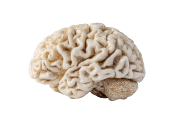Anatomy model of a human brain, featuring a detailed cerebrum and cerebellum, presented on a solid transparent background for educational or conceptual use. background removed
