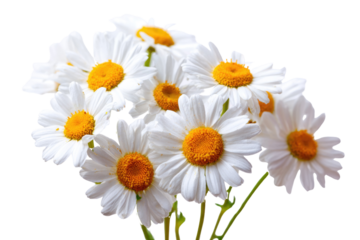 A vibrant cluster of fresh white daisies with bright yellow centers, beautifully arranged against a solid transparent background, evoking natural simplicity. background removed