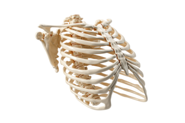 Detailed 3D render of the human rib cage, sternum, and shoulder girdle, highlighting skeletal anatomy for medical and educational visualization. background removed